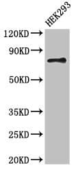 Polyclonal Rabbit anti-Human Apg7 / ATG7 Antibody