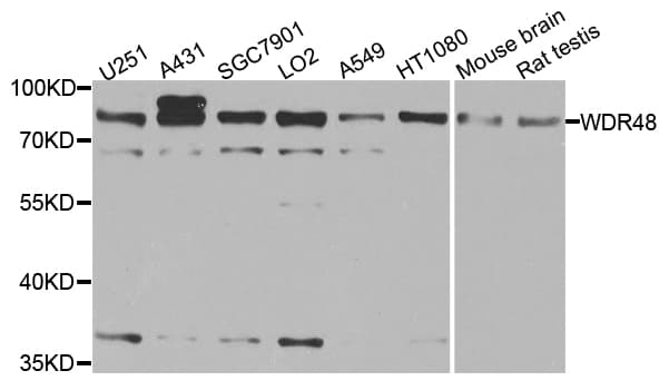 WDR48 Antibody