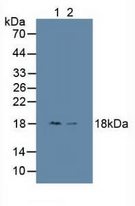 HMGN1 / HMG14 Antibody (aa14-100, Biotin)