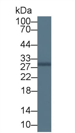 MOG Antibody (aa30-149)