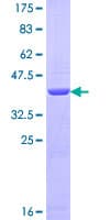 Human RAD51C Protein (Recombinant GST)