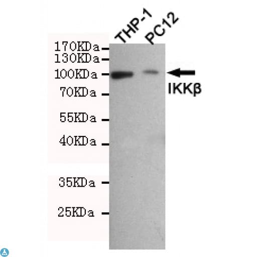 IKBKB / IKK2 / IKK Beta Antibody