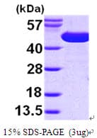 E. coli surA Protein (Recombinant His)