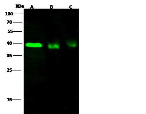 FASLG / Fas Ligand Antibody (Preservative Free)