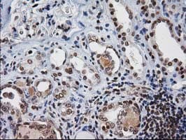 NHEJ1 / XLF Antibody (clone OTI3D6)
