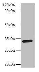 SPP1 / Osteopontin Antibody