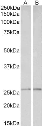 IHC-plus™ PRDX6 / Peroxiredoxin 6 Antibody (aa15-27)