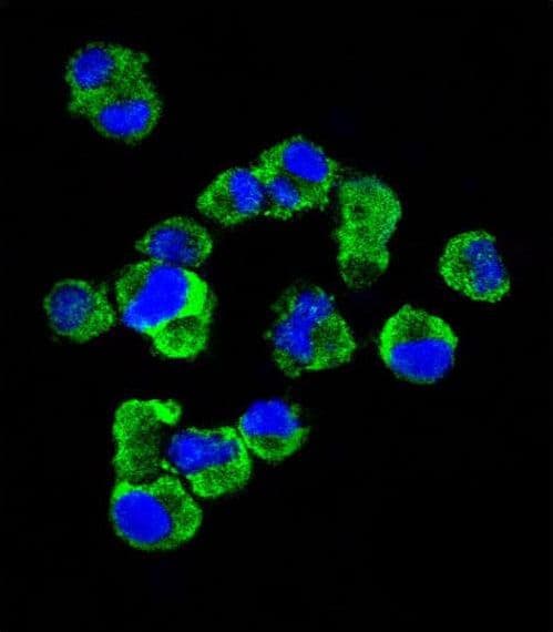 IHC-plus™ Monoclonal Mouse anti-Human SDC1 / Syndecan 1 / CD138 Antibody (aa210-238, IHC, IF, WB)