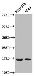 Polyclonal Rabbit anti-Human HIST1H3A Antibody (IHC, WB)