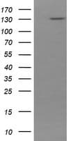 PCDH7 Antibody (clone OTI2C2, Carrier-free)