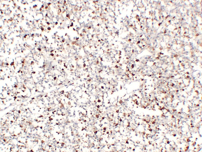CD68 Antibody (clone ABT-CD68)