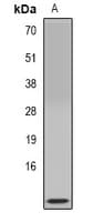 Polyclonal Rabbit anti-Human CLPS / Colipase Antibody (IF, WB)