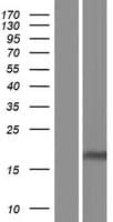 CLDND1 Protein (Over-Expression Lysate Myc-DDK (Flag))