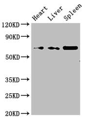 Polyclonal Rabbit anti-Human PRSS56 Antibody (IHC, WB)