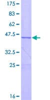 Human EFCAB11 / C14orf143 Protein (Recombinant GST)