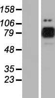 MARK2 Protein (Over-Expression Lysate Myc-DDK (Flag))