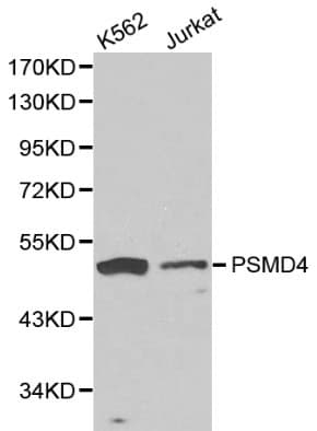 PSMD4 / RPN10 Antibody