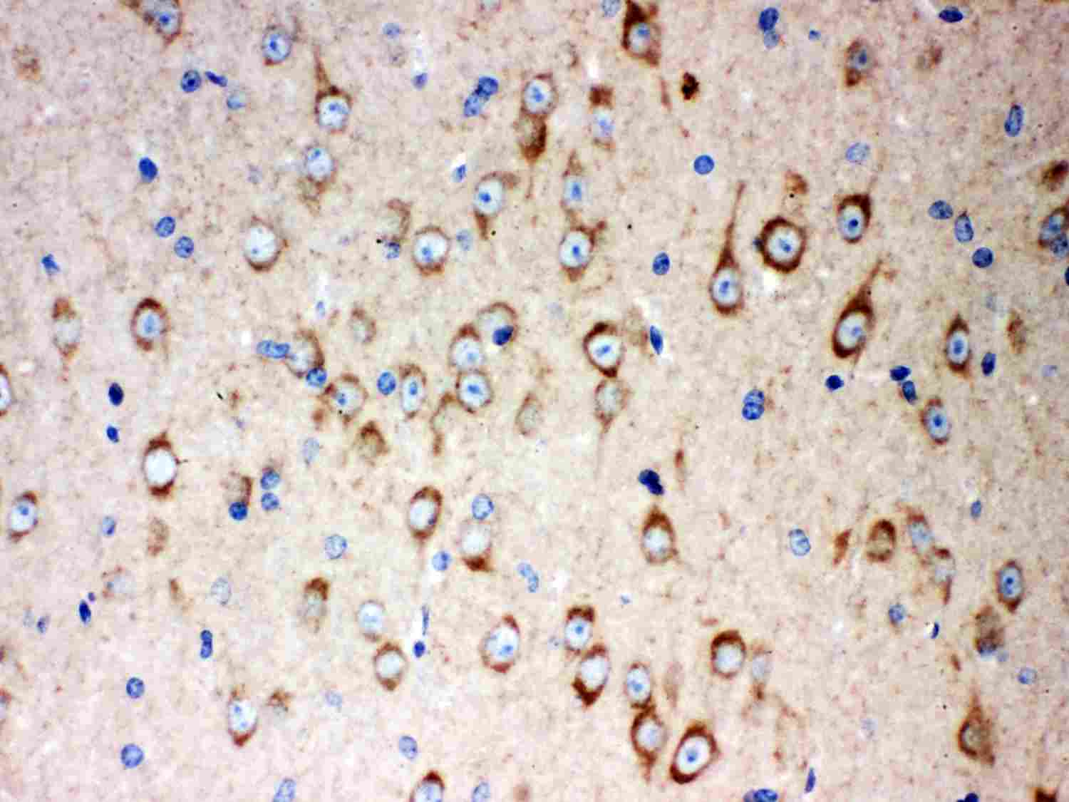 SOX2 Antibody (aa171-183)
