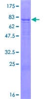 Human AMIGO2 Protein (Recombinant GST)