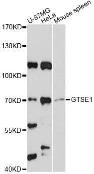 GTSE1 Antibody