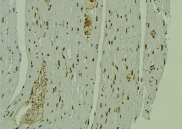 CALML6 Antibody