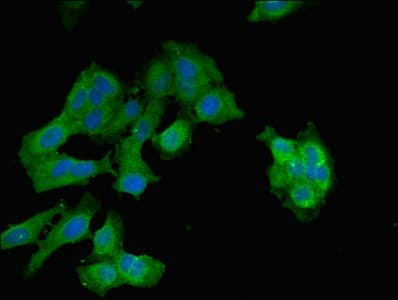 EPO / Erythropoietin Antibody