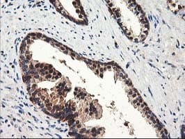 NUDT18 Antibody (clone OTI5F9)