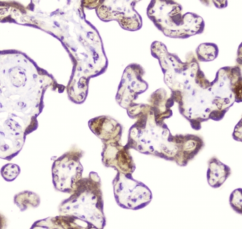 DDT / Dopamine Tautomerase Antibody