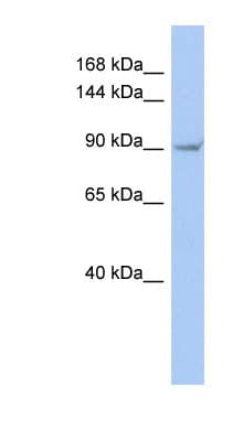 TRPV4 Antibody (aa719-768)
