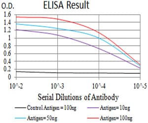 CCR7 Antibody (clone 4B7B8)