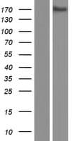 KIAA0922 Protein (Over-Expression Lysate Myc-DDK (Flag))