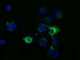 Monoclonal Mouse anti-Human HIBCH Antibody (clone OTI3G1, IF, WB)
