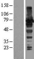 AKAP8L Protein (Over-Expression Lysate Myc-DDK (Flag))