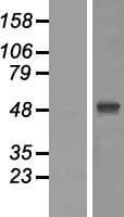 ZIC / ZIC1 Protein (Over-Expression Lysate Myc-DDK (Flag))
