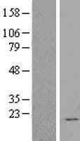 FGF12 Protein (Over-Expression Lysate Myc-DDK (Flag))