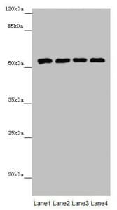 CYP3A43 Antibody