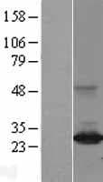 DIRAS3 / ARHI Protein (Over-Expression Lysate Myc-DDK (Flag))