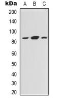 DDIAS Antibody (Internal)