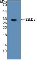FOXO3 / FOXO3A Antibody (aa369-633, APC)