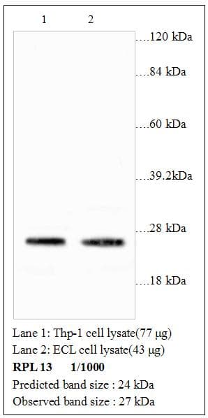Polyclonal Rabbit anti-Human RPL13 / Ribosomal Protein L13 Antibody (WB)