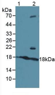 ATF3 Antibody (aa1-181, APC)