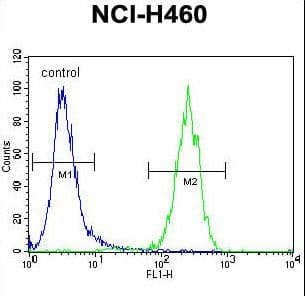 Polyclonal Rabbit anti-Human ATXN7L2 Antibody (aa555-584, WB)