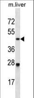 Polyclonal Rabbit anti-Mouse CDK2 Antibody (aa227-254, WB)
