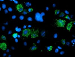SENP2 Antibody (aa139-523, clone OTI3E7)