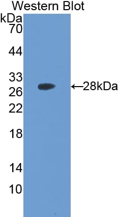 UCHL3 Antibody (aa2-230)