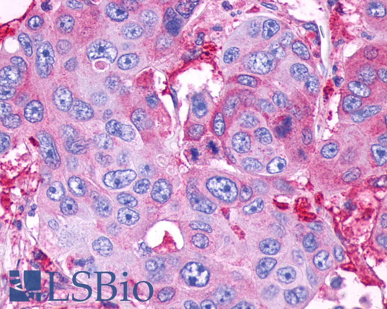 PathPlus™ GPR39 Antibody (Extracellular Domain)