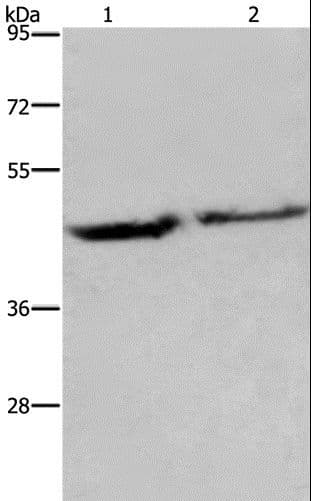 EIF3H / EIF3S3 Antibody
