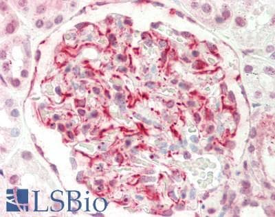 EIF6 Antibody (aa145-194)