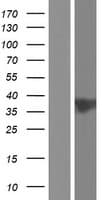 Human C11orf57 Protein (Over-Expression Lysate Myc-DDK (Flag))