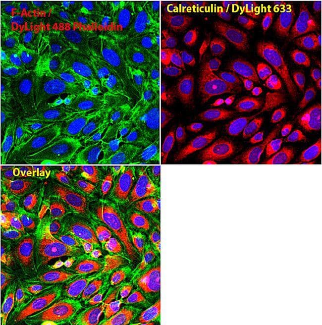 Goat Anti-Rabbit IgG Secondary Antibody (DY633)